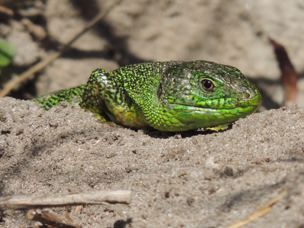 Lézard à deux raies - Porspoder (MH)