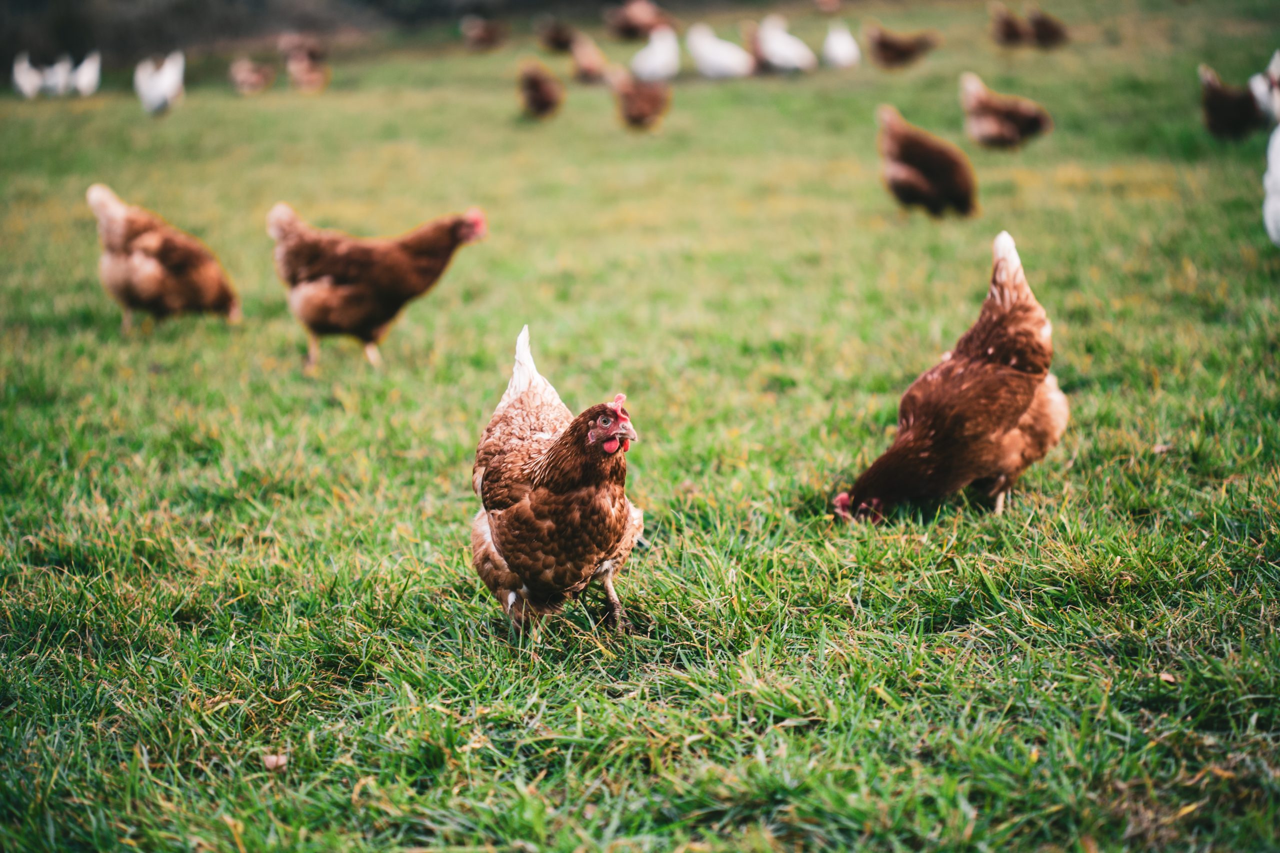 A beautiful shot of chickens on the grass in the farm on a sunny day