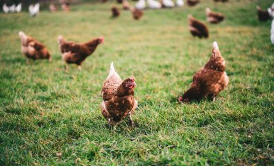 INFLUENZA AVIAIRE - zone de prévention renforcée