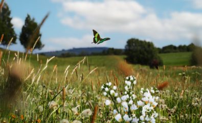 Atlas de la Biodiversité Pays d'Iroise - Newsletter mois d'Octobre