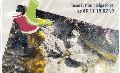 Association C.A.P A l'Ouest ! Découverte de l'Estran à marée basse