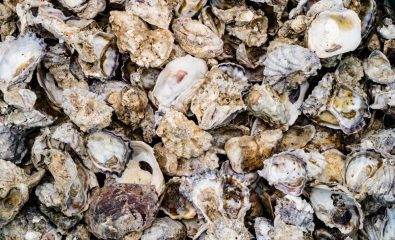 Opération "Ramène ta coquille" jusqu'au 15 janvier !