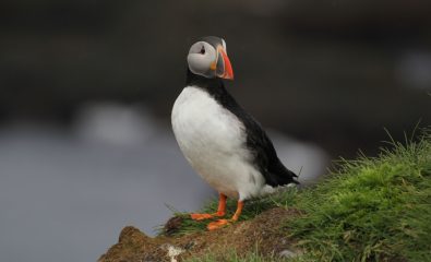 Échouage oiseaux marins sur nos côtes